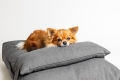 HAMPTONS dog cushion - brown