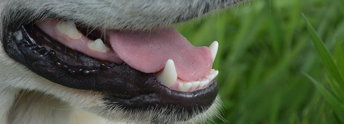 Tips on how to keep your dog's and cat's teeth clean