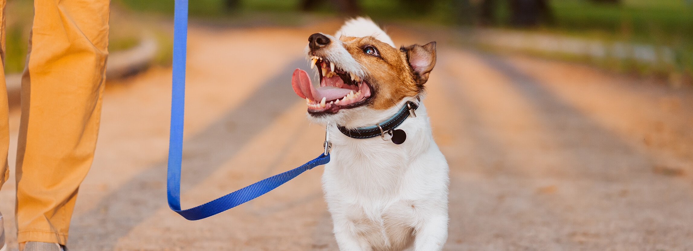 Jak nauczyć psa chodzić na smyczy?