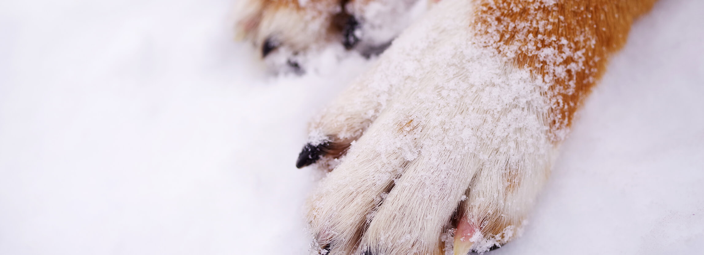 Jak chronić łapy psa w zimę?
